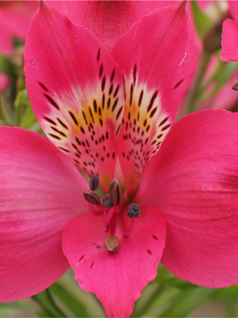 Varieties - Worldwide alstroemeria exporters
