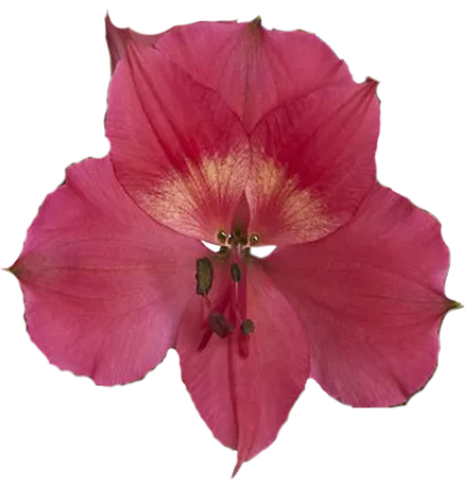 Intenz Dark Pink