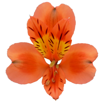 Orange Queen