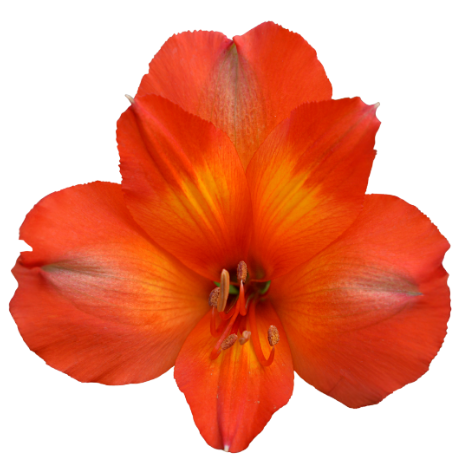 Orange Princess