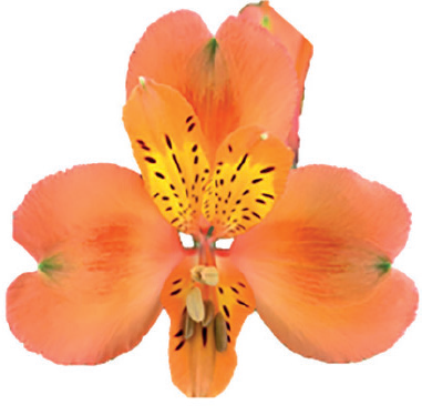 Tangerine