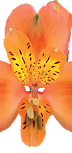 Tangerine